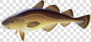 Carp Fish Png Clipart Best Web Clipart   Carp Fish Clipart Png  Transparent Png