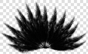 Feathers  Fan  Black  Bird  Wings  Tail  Animal   Monochrome  HD Png Download