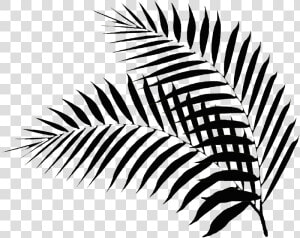 Black Palm Leaf Black Palm Leaf Png    Palm Leaf Clipart Black And White  Transparent Png