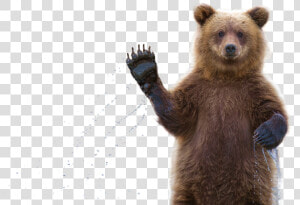 Clip Art Grizzly Bear Waving   Bear Waving Transparent Background  HD Png Download