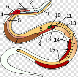 Snake Anatomy Unlabeled  HD Png Download