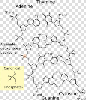 Free Download Molecular Structure Of Dna Clipart Dna   Molecular Structure Of Dna  HD Png Download