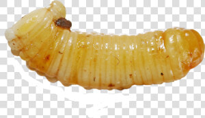 Maggot Png  Transparent Png