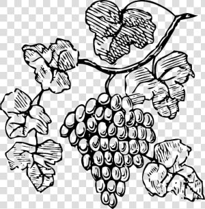 Food  Wine  Grapes  Outline  Drawing  Tree  Border   Grape Vine Clipart Black And White  HD Png Download