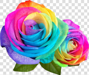 Rainbow Multicolor Flowers   Colour Rose Images Hd  HD Png Download