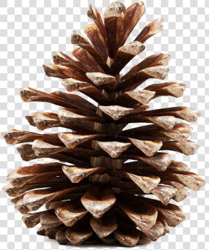 Pinecone Png Photos   Pine Cone 3d Model Free  Transparent Png