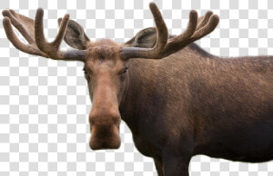 Moose Png Image   Moose Pun  Transparent Png