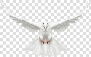 Dove Flying Png   White Dove Flying Png  Transparent Png