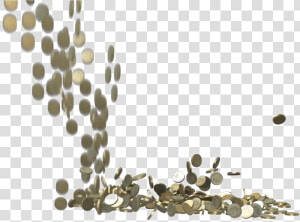 Falling Coins Transparent Images Png   Acacia Greggii  Png Download