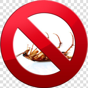 Transparent Cockroaches Png   Dead Transparent Cockroach Png  Png Download