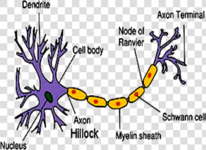 Image Of Structure Of Neuron   Part Of A Neuron Contains The Nucleus  HD Png Download