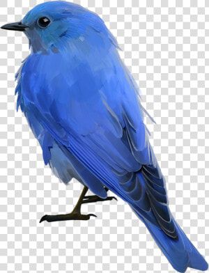 Mountain Bluebird   Png Download   Mountain Bluebird Transparent Background  Png Download