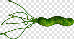 Bacteria Png   Helicobacter Bug  Transparent Png