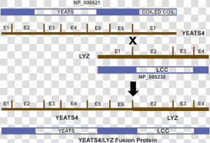 Isoform2 Genomic Instability Numa1  HD Png Download