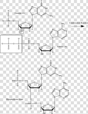 Dna Condensation  HD Png Download