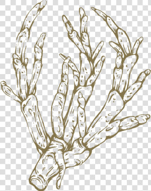 Png Royalty Free Asparagus Drawing   Sketch  Transparent Png