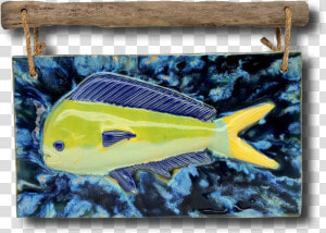 Transparent Mahi Mahi Png   Coral Reef Fish  Png Download