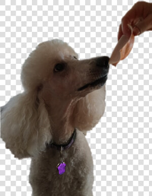 Standard Poodle Miniature Poodle Toy Poodle Puppy   Standard Poodle  HD Png Download