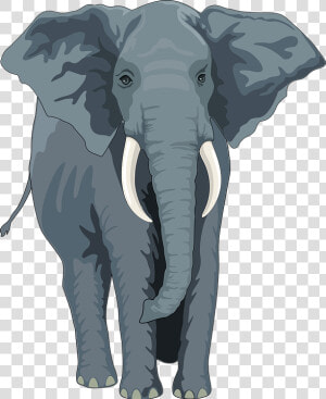 Elephant  Animal  Trunk  Tusks  Wild  Nature  Wildlife   Elephant Front View Clipart  HD Png Download