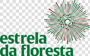 Estrela Da Floresta Angola  HD Png Download