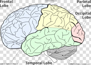 Lobes Of The Brain  HD Png Download