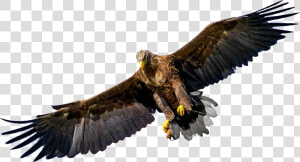 Bird Of Prey Eagle United States Family   Bird Of Prey Png  Transparent Png