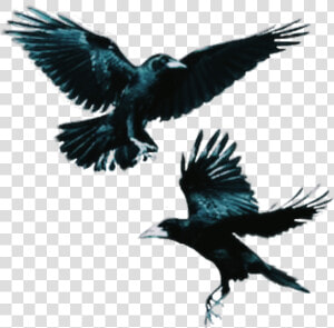  crows  bird  flying  dark   Flying Crow  HD Png Download