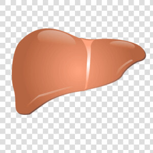 Liver Png  Transparent Png