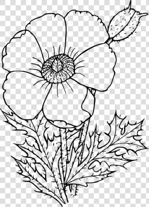 Wildflower In Black And White   Poppy Drawing Png  Transparent Png