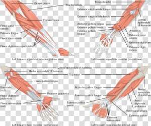 Muscles Of Elbow And Forearm  HD Png Download