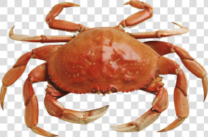 Christmas Island Red Crab   Crab Png  Transparent Png