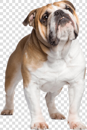 British Bulldog With Union Jack  HD Png Download