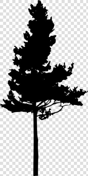 Silhouette Eastern White Pine Pinus Nigra Tree   Eastern White Pine Silhouette  HD Png Download