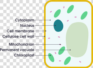 Plant Cell Vs Animal Cell Simple   Png Download   Diagram Of A Plant Cell Simple  Transparent Png