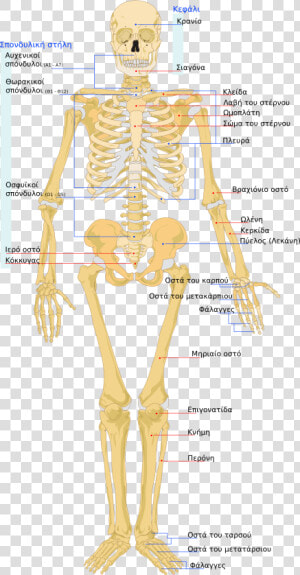 Many Bones In Human Body   Png Download   Structure Of Human Skeleton  Transparent Png