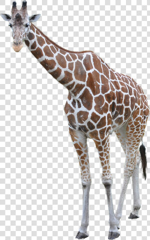 Free Download Of Giraffe Icon Png   Giraffe Transparent Background  Png Download