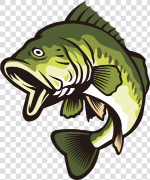 Bass Fish Vector Clipart Banner Free Library Largemouth   Bass Clipart  HD Png Download