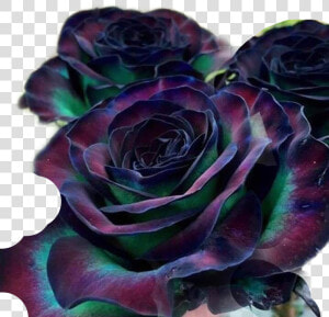  goth  flower  rose  colourful  freetoedit   Rare Rose Beautiful Flowers  HD Png Download