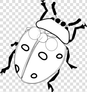 Black And White Ladybug Clipart   Black And White Ladybug Line Drawing  HD Png Download