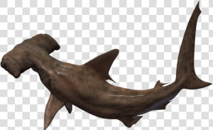 Hammerhead Shark No Background   Png Download   Bronze Hammerhead Shark  Transparent Png