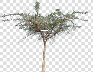 Vachellia Xanthophloea Png  Transparent Png