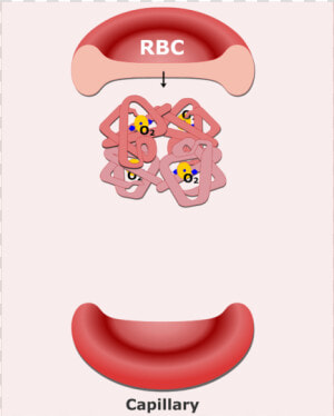 Hemoglobin Molecules In An Rbc Animation Slide   Blood Function Cartoon  HD Png Download