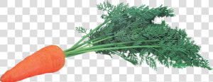 Carrot Png Image   Морков Пнг  Transparent Png