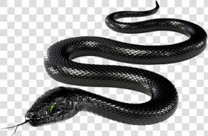 Cartoon Black Mamba Snake  HD Png Download