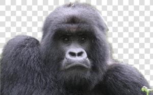 Gorilla Png Image   Portable Network Graphics  Transparent Png