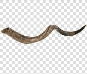 Large Yemenite Shofar   Png Download   Shofar Long  Transparent Png