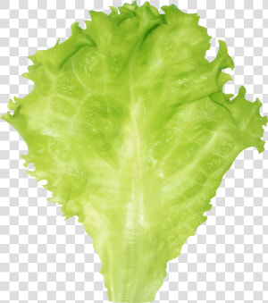 Lettuce Png Clipart Image   Transparent Background Lettuce Leaf Png  Png Download