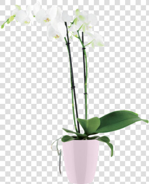 Flowerpot  HD Png Download