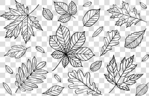 Autumn Leaves Outlines   Outline Fall Leaves Clip Art  HD Png Download