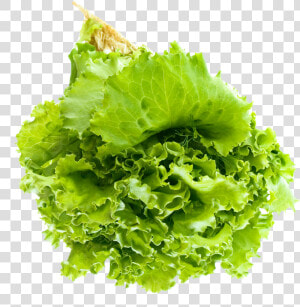 Lettuce Salad Png Transparent   Transparent Background Lettuce Png  Png Download